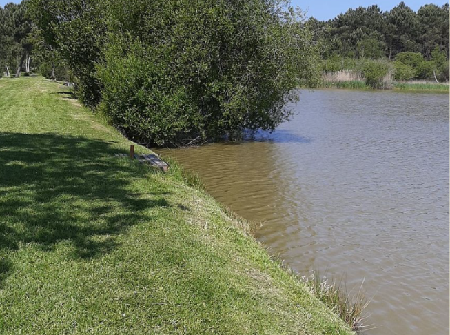 Etang d'Ingrandes-de-Touraine