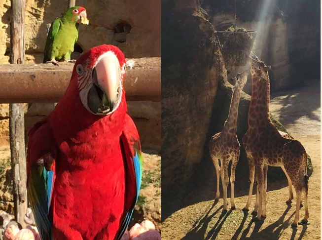 Zoo de Doué la Fontaine