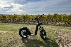Découvrez le vignoble bourgueillois, les bois au couleur dorées de l'automne