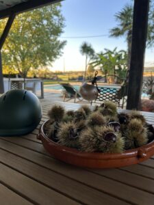 Châtaignes ramassées lors d'une balade en trottinette tout terrain