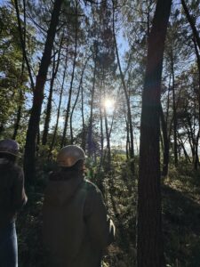 Se ressourcer en forêt, au milieu des pins